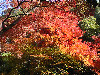L'automne