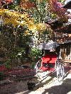L'automne