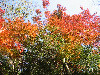 L'automne