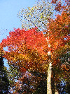 L'automne
