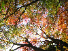 L'automne